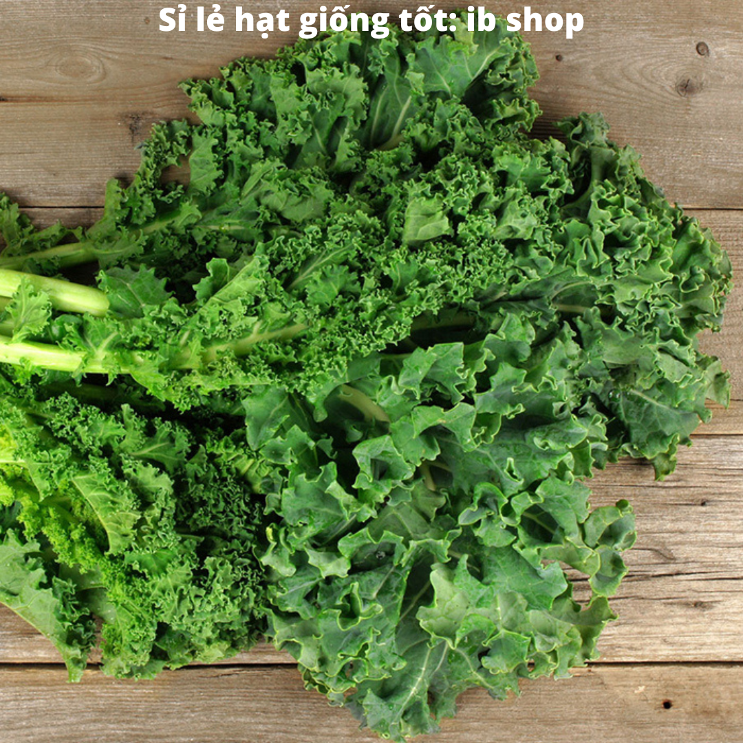 Hạt Giống cải xoăn Xanh, cải xoăn Kale