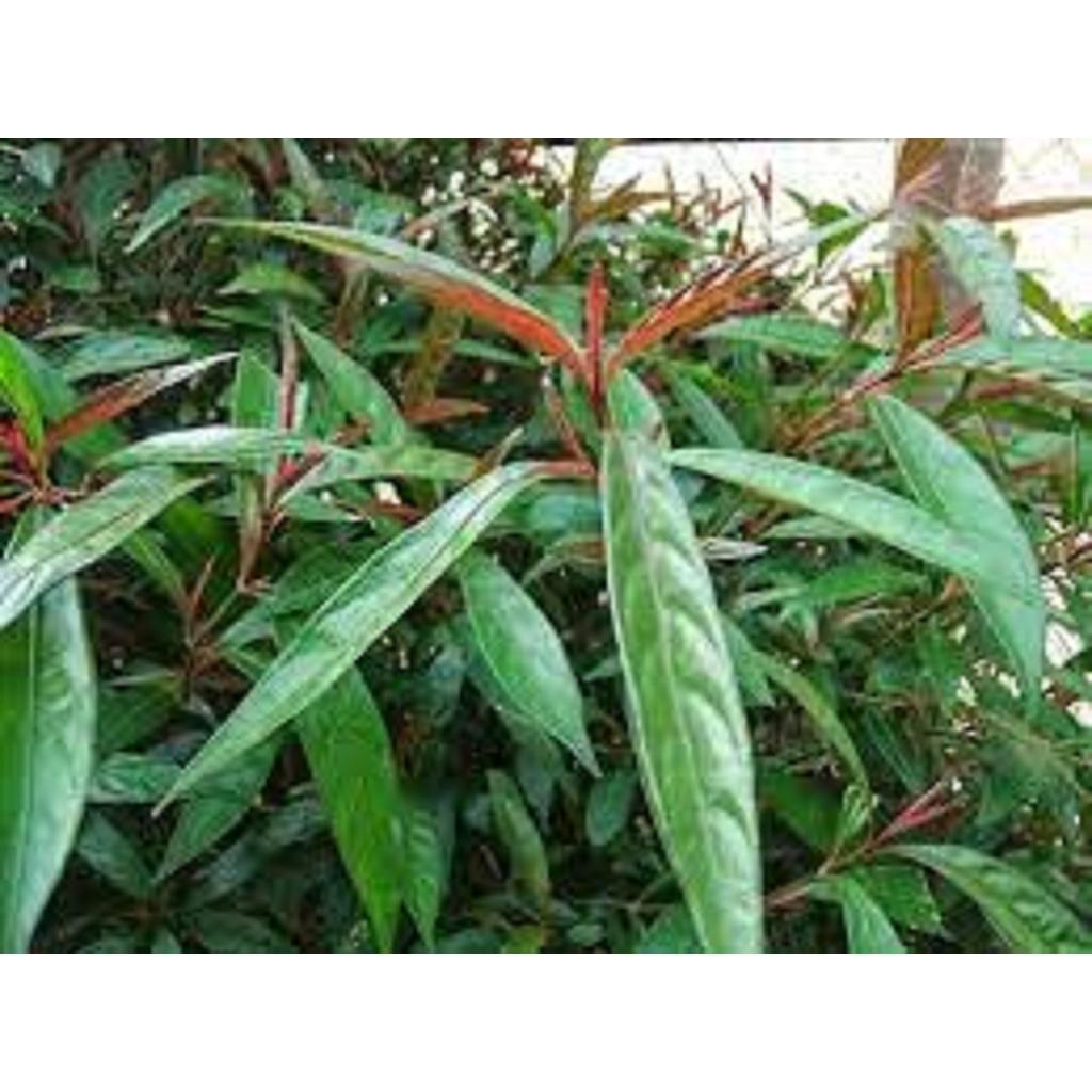 CÂY HOÀN NGỌC   FREESHIP EXTRA + HOÀN XU EXTRA ]