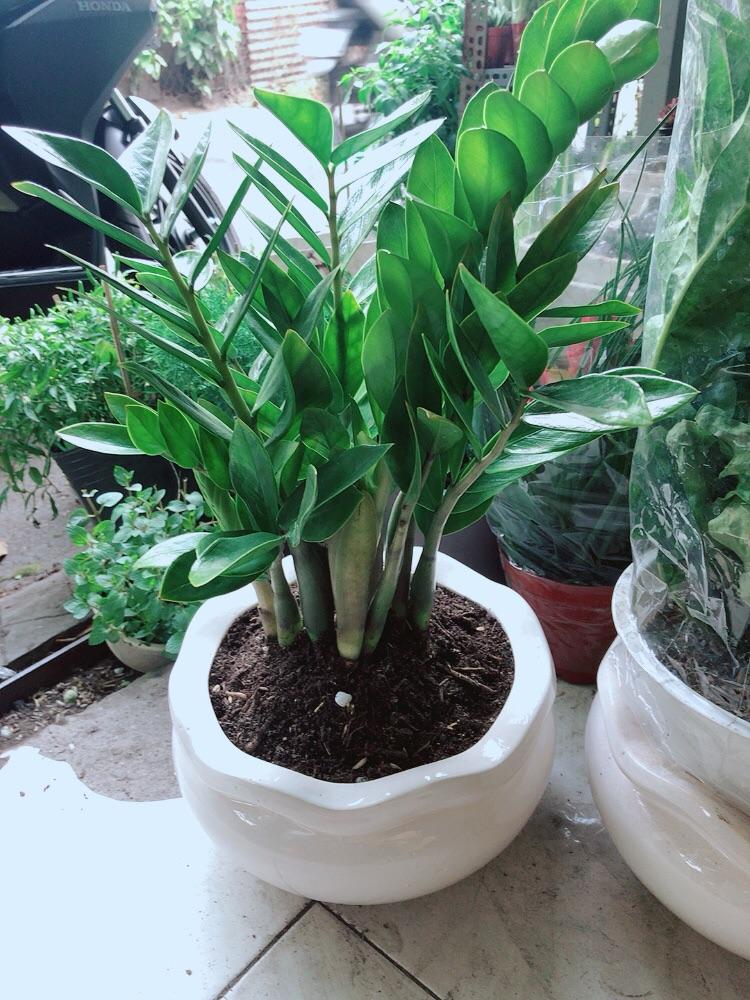 Chậu Cây Kim Tiền