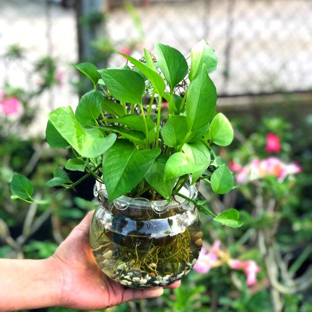 Chậu Thuỷ Tinh cây Trầu Bà Thuỷ Canh
