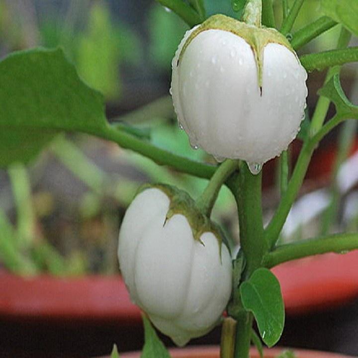 Combo 3 gói Hạt giống cà bát trắng,trái to f1 - gói 2 gram-tặng kèm gói phân bón lót