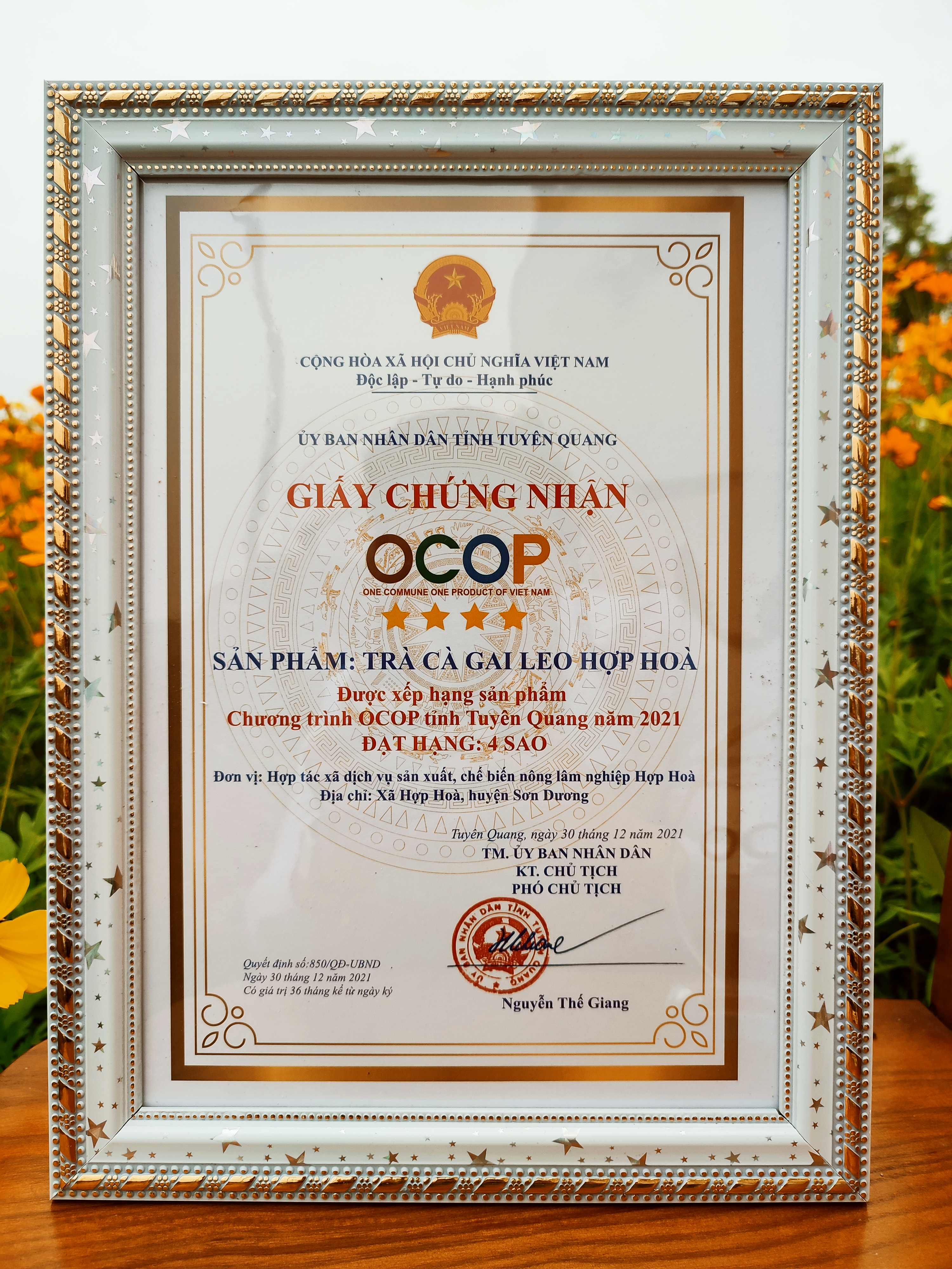 Trà cà gai leo Hợp Hòa - Cà gai leo + Xạ đen + Cỏ Ngọt - 50 túi lọc - OCOP 4 Sao - Giải độc mát gan, ngăn ngừa ung thư