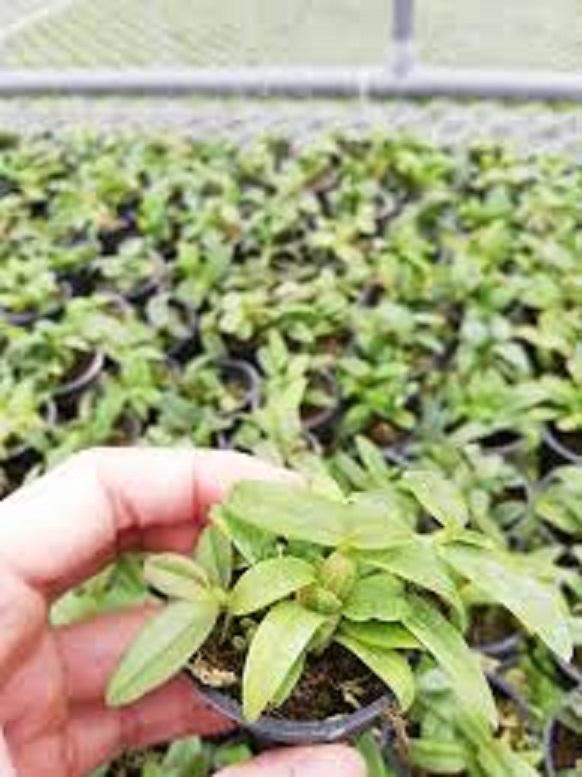 Phi điệp đột biến, phi điệp 5 cánh trắng, phi điệp 5 cánh trắng Người đẹp bình dương, cây đẹp khỏe ấm chậu