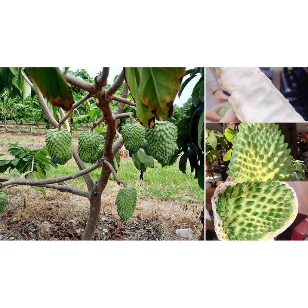 Cây giống Mãng Cầu Na hương vị Sầu Riêng.