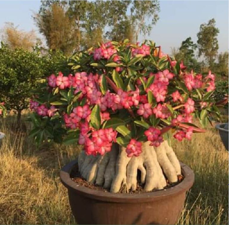 Hạt giống cây hoa sứ kim tự tháp - Gói 5 hạt/ kèm 3 viên nén xơ dừa ươm hạt