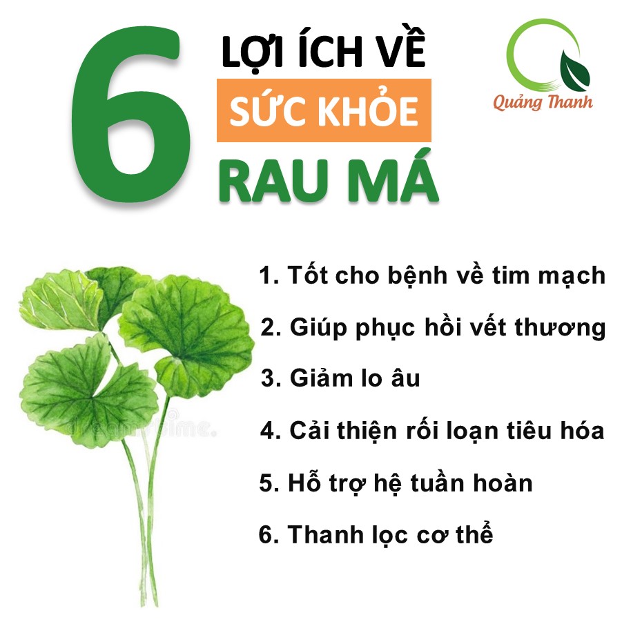 Bột rau má sấy lạnh Quảng Thanh, bịch 50gr - Giải độc, mát gan, thanh nhiệt cơ thể, giảm mụn, đẹp da