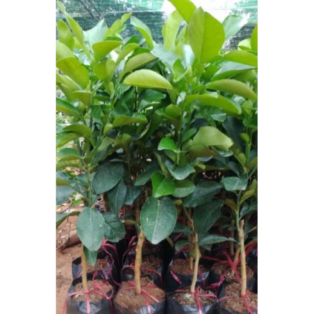 Cây giống bưởi da xanh miền nam