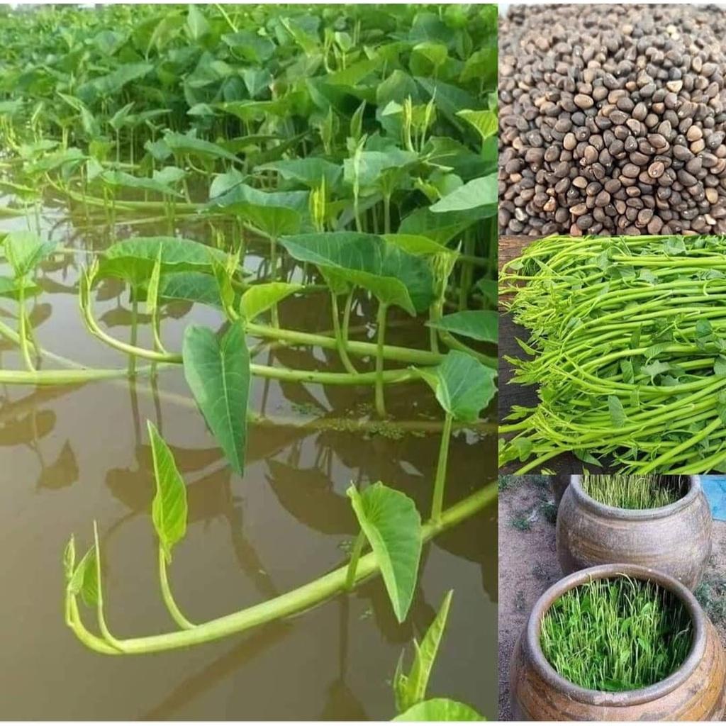 Hạt Giống Rau Muống Siêu Ngọn