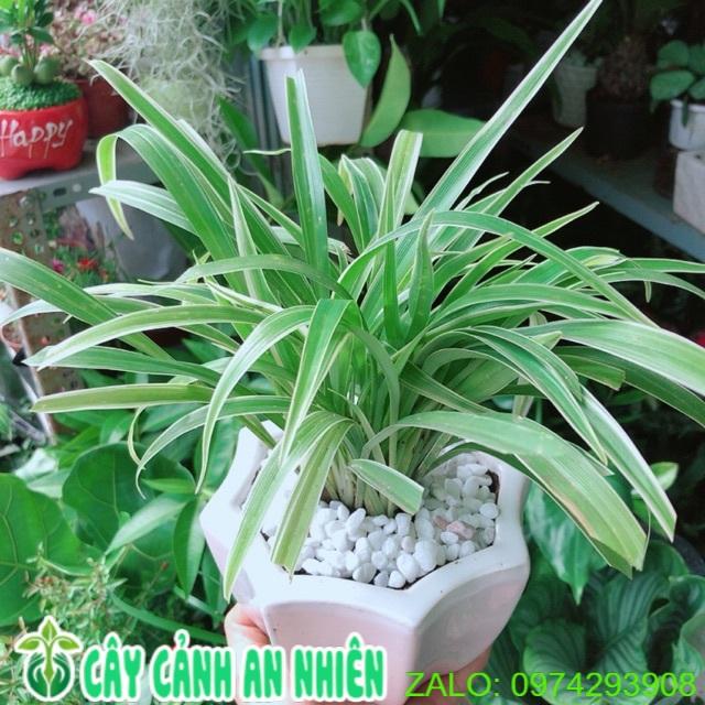 Chậu Cây Lan Chi