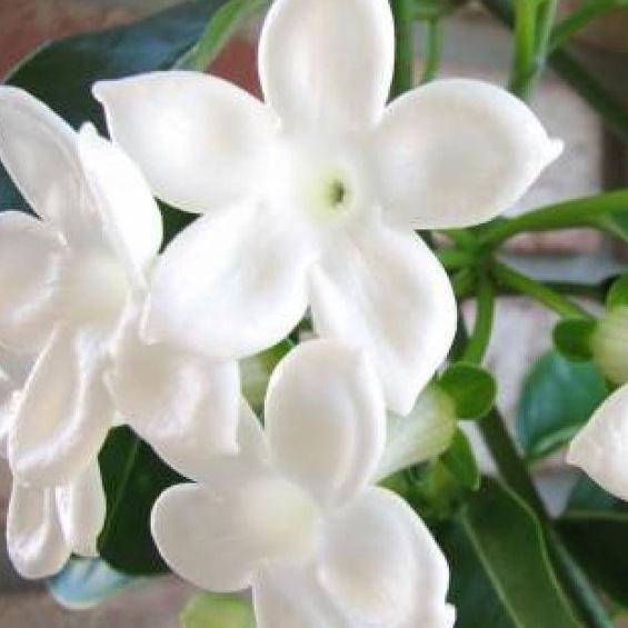 Bộ 2 gói Hạt giống hoa nhài trắng,hạt giống tốt-1 gói 10 hạt