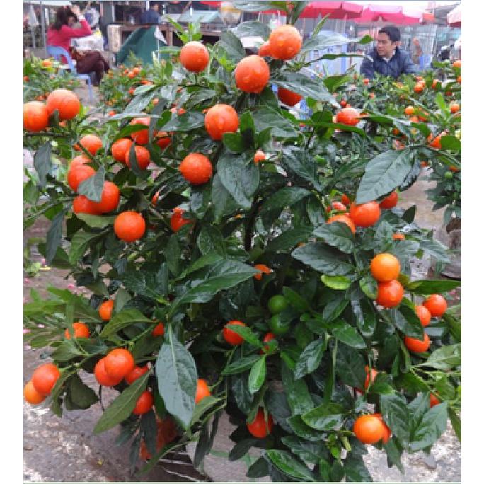 Hạt giống ớt kiểng quả tròn CT314 - Gói 30 hạt