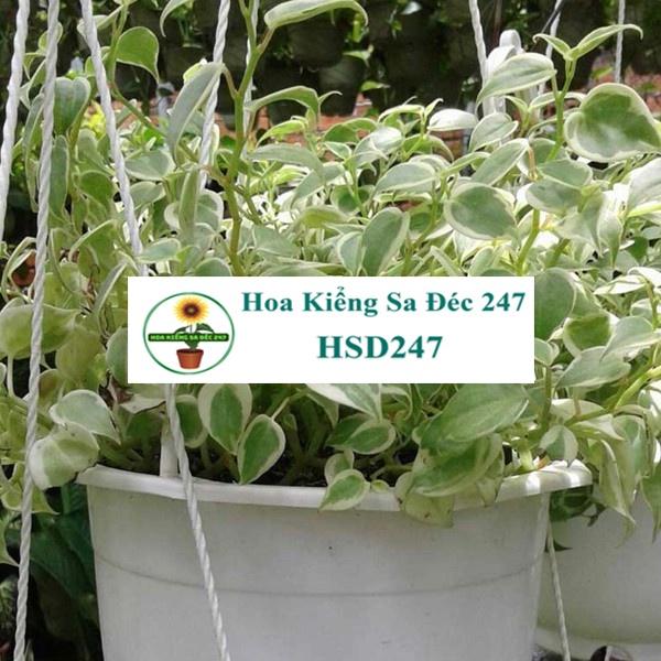 Cây trầu bà càng cua chậu treo - tặng phân bón-hoa kiểng lá - trang trí nội thất cảnh quan