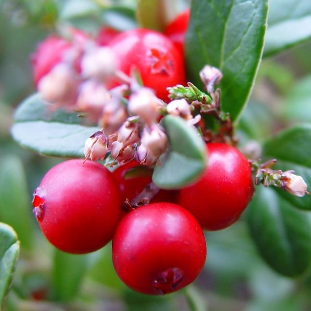 Combo 2 gói hạt giống việt quất xanh + 1 gói đỏ-gói 30 hạt/tặng kèm gói phân bón lót