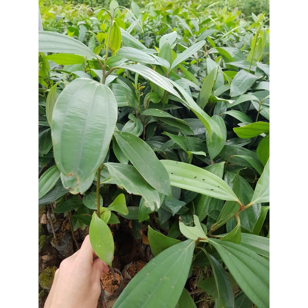 CÂY QUẾ GIỐNG