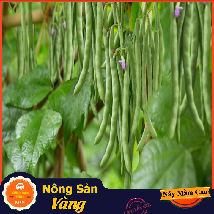 Hạt giống Đậu Cove Bụi Lùn ( Gói 10 Gram ) - Nông Sản Vàng