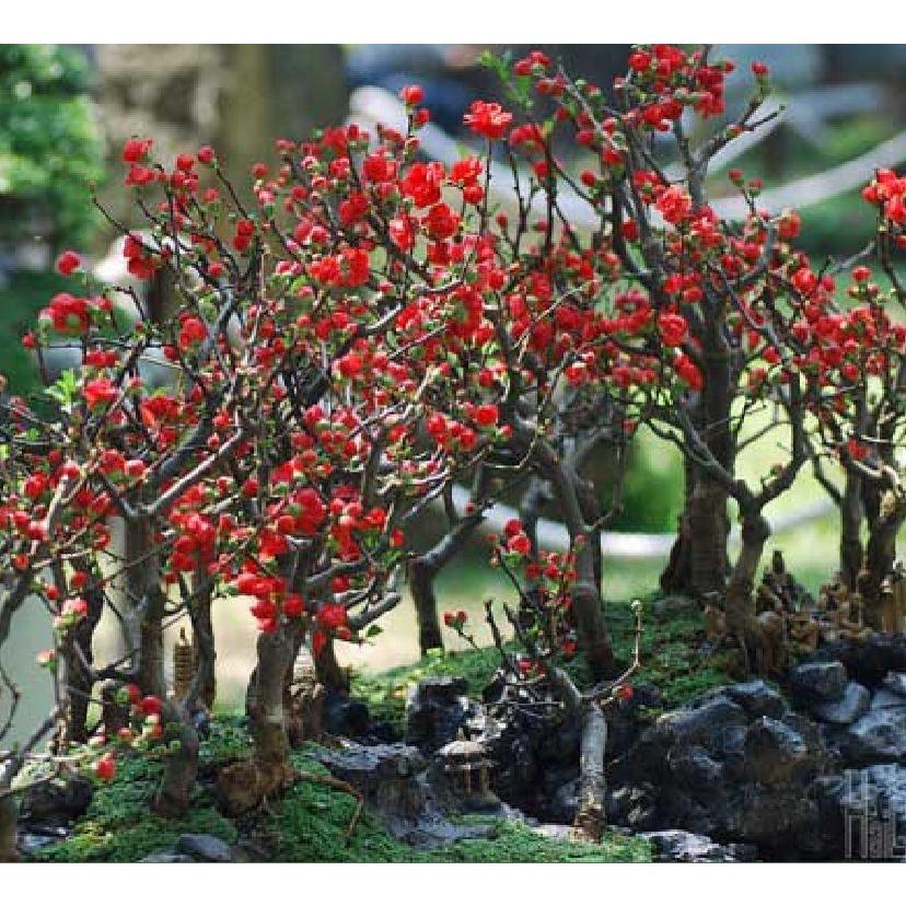 Hạt giống hoa mai trung quốc hoa màu đỏ -