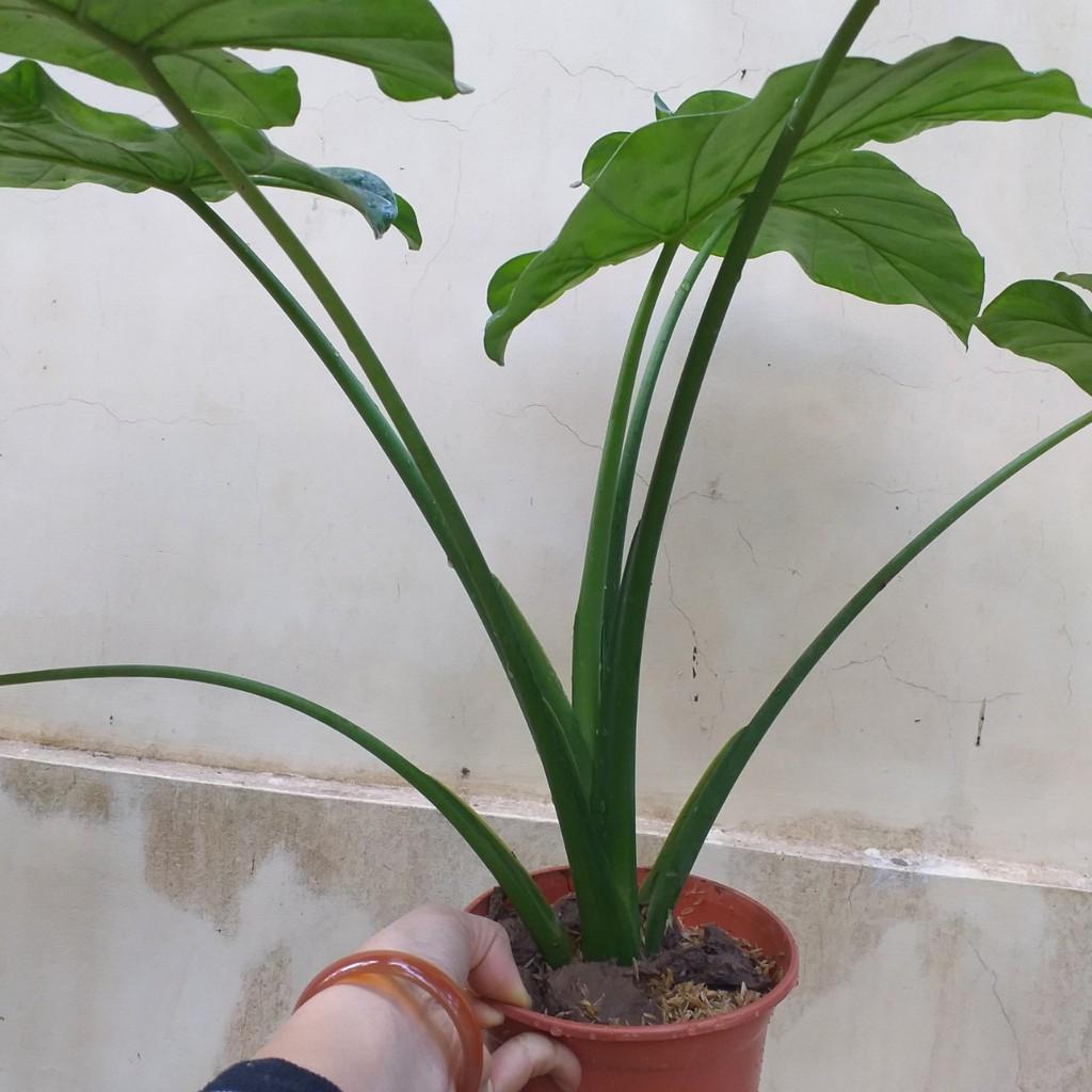 Cây Ráy Môn Cảnh Lá Siêu To 981SP 946sp