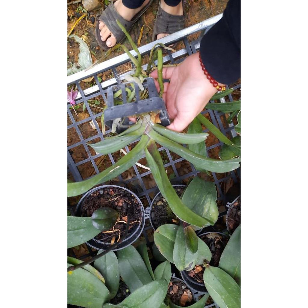 Hoa phong lan đai châu