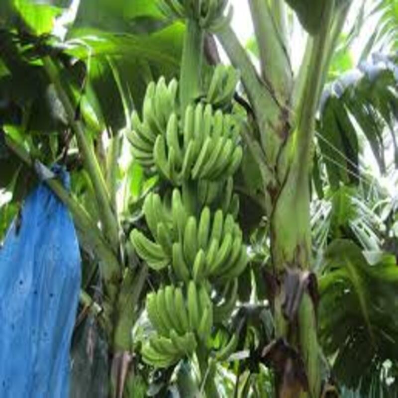CÂY GIỐNG CHUỐI GIÀ LÙN NAM MỸ SIÊU QUẢ SIÊU KINH TẾ