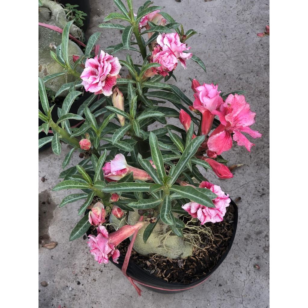 Chậu sứ Thái bông kép gốc to ST12
