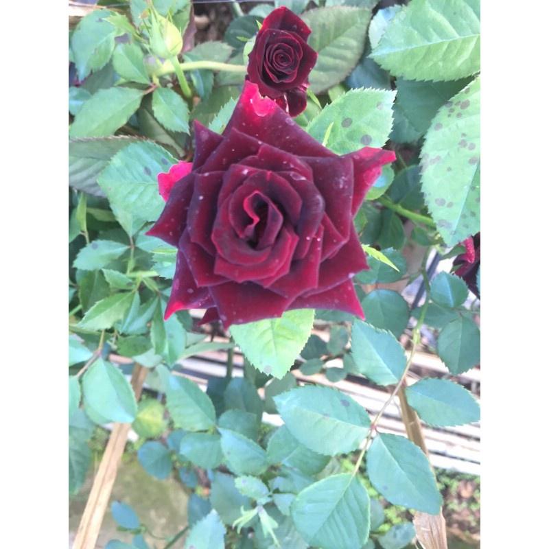 Hoa hồng Màu Đen BLACK BACCARA- bầu to cây lớn trưởng thành