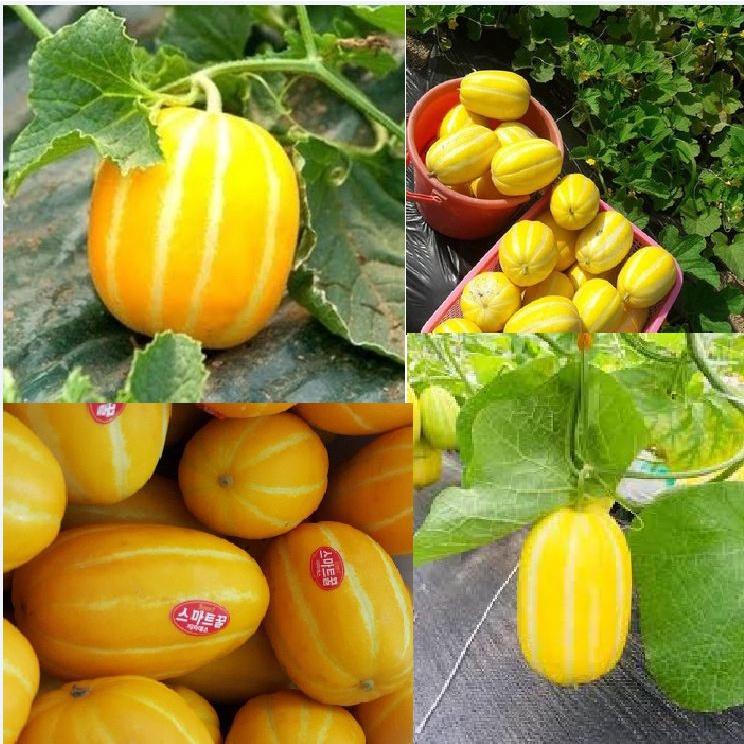 Hạt giống Dưa lê Hàn Quốc siêu ngọt-gói 20 hạt/tặng kèm gói phân bón lót