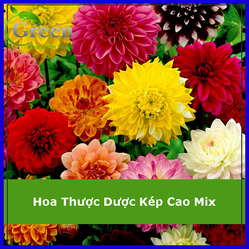 Hạt Giống Hoa Thược Dược Kép Cao Nhiều Màu Mix