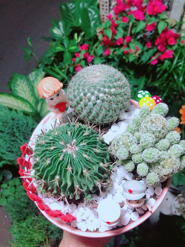 Chậu Xương Rồng Tiểu Cảnh