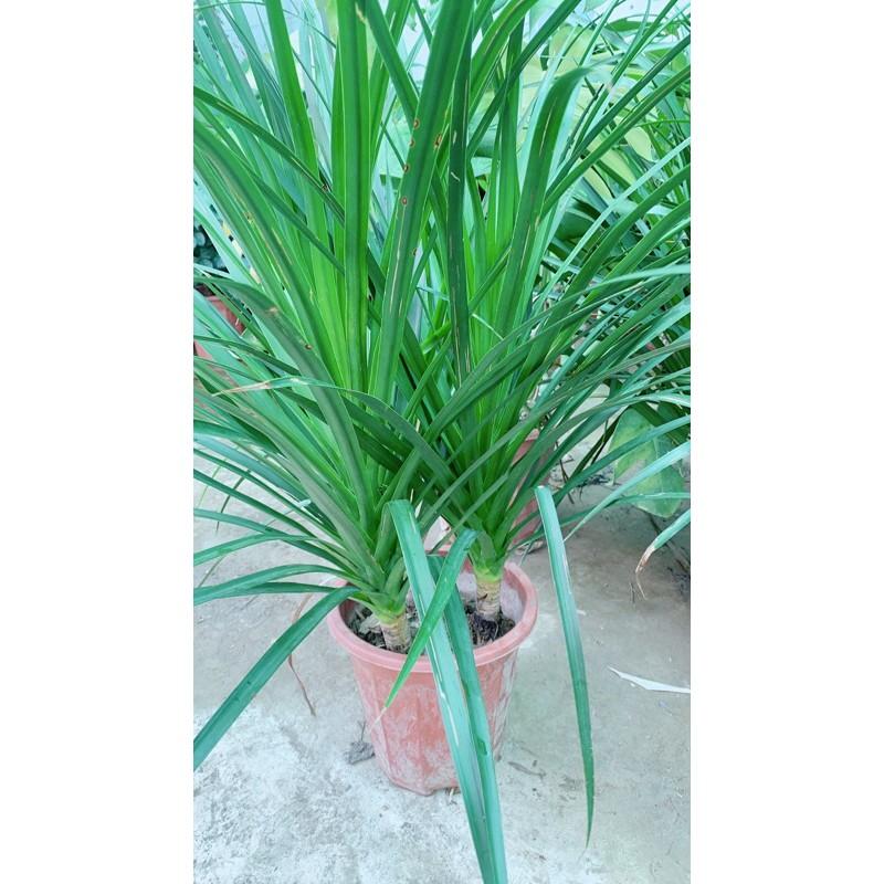 Phát Tài Núi 3 Thân