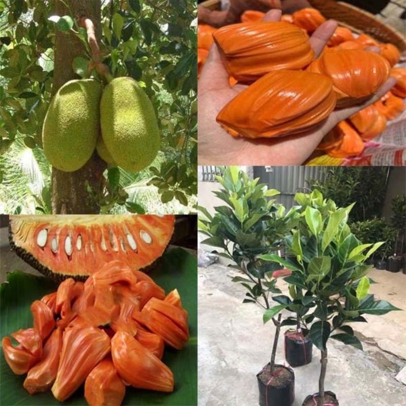 CÂY GIỐNG MÍT THÁI RUỘT ĐỎ SƠ ĐỎ