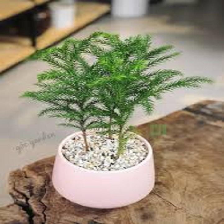 CÂY TÙNG BỒNG LAI SIÊU ĐẸP