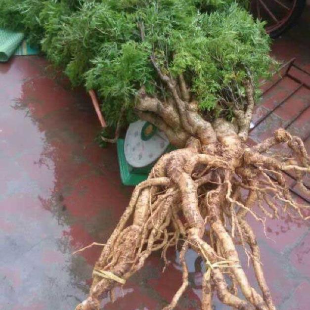 Combo 3 cây giống đinh lăng nếp