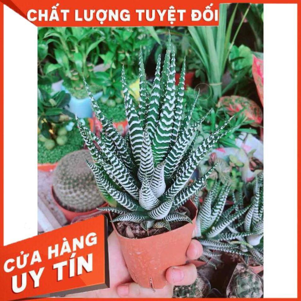 Chậu Móng Rồng Nhiều Người Mua