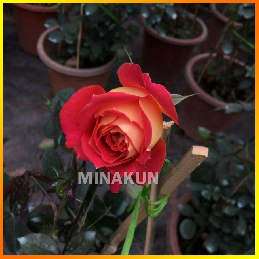 Hoa hồng ngoại HaiDa cánh 2 màu- bầu to cây trưởng thành