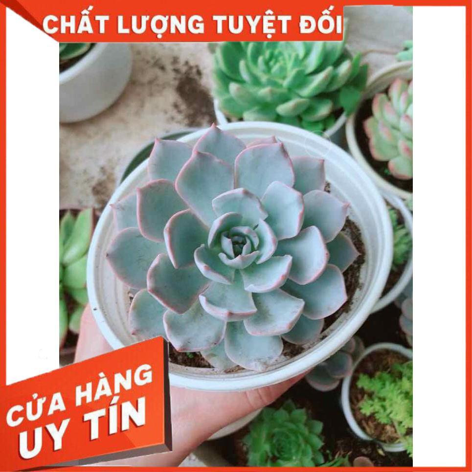 Sen đá hồng phân Nhiều Người Mua