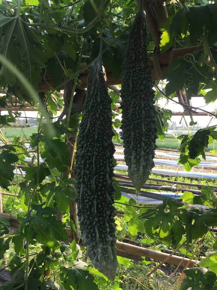Hạt Giống Khổ Qua Trái Xanh