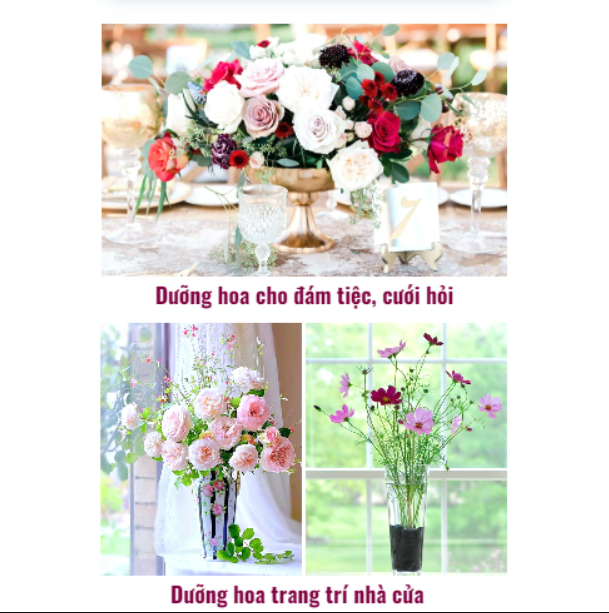 Nước Dưỡng Hoa, Nước Cắm Hoa Fresh F5 - Dưỡng Hoa Tươi Lâu Gấp 3 Lần, Giúp Hoa Nở Bung Luôn Tươi Mới