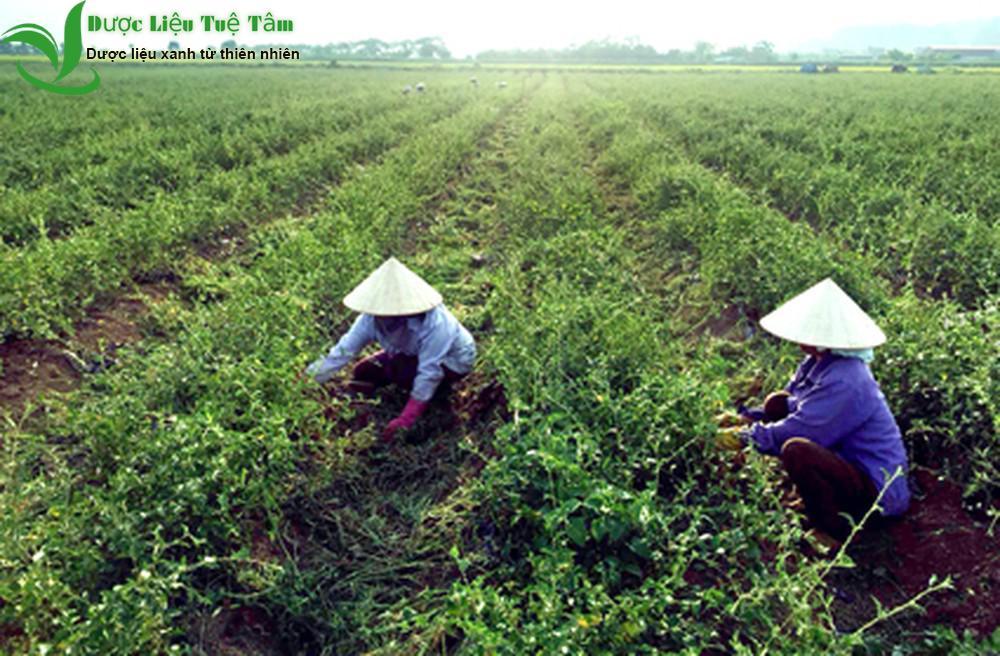 Cây cà gai leo - Sản phẩm hữu cơ tự nhiên 1kg