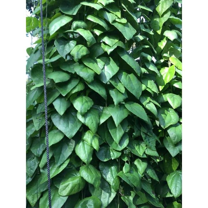 Hạt Giống Cây Sương Sâm Lông KNS3539 - Gói 10 hạt