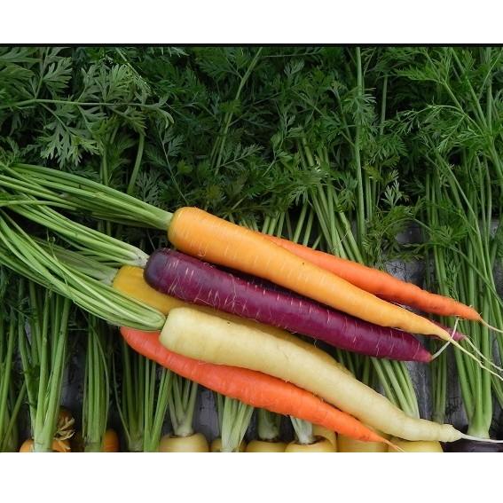 0,1gr hạt cà rốt nhiều màu