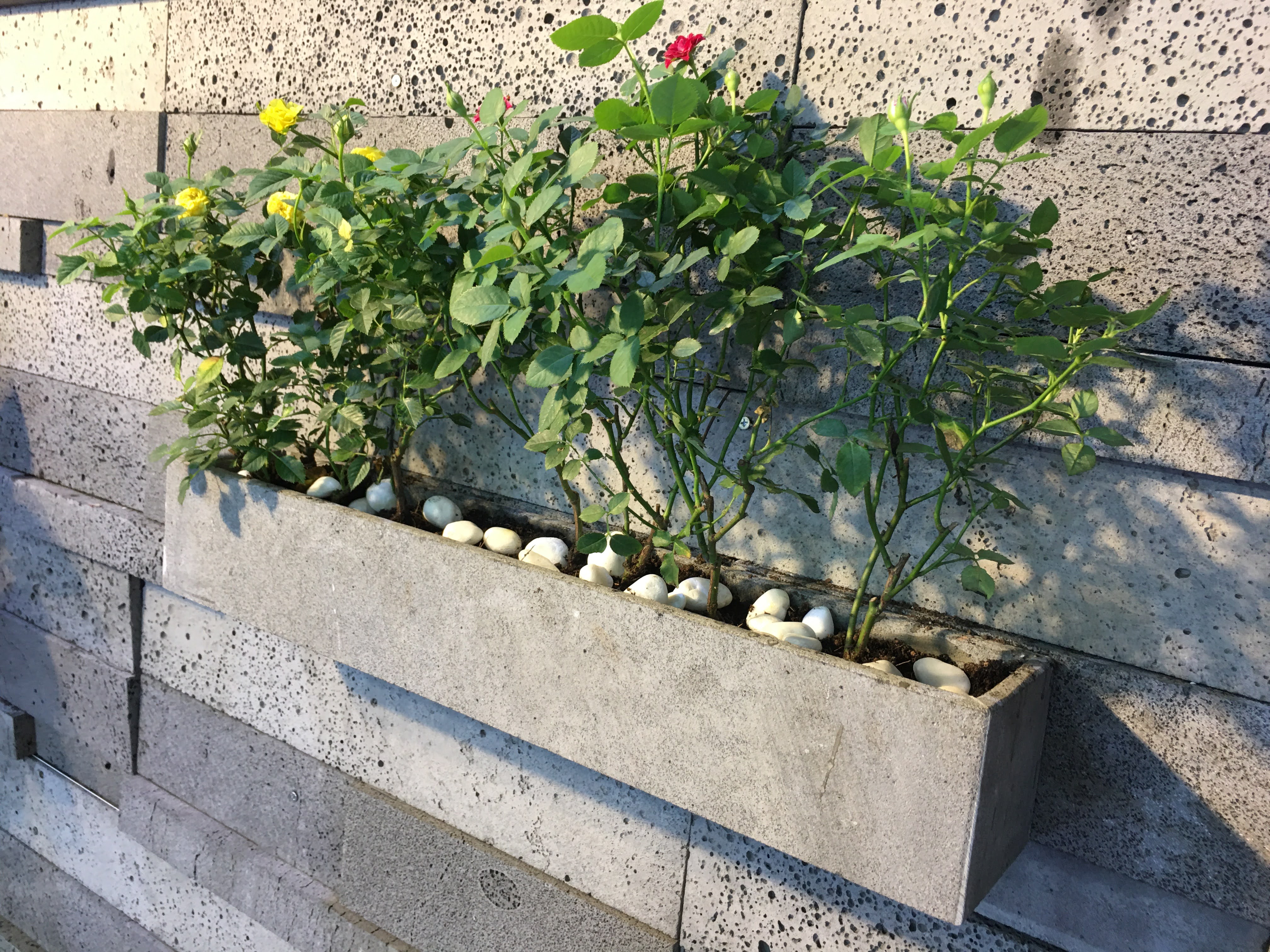 Chậu hình chữ nhật D60x C10x S10cm trồng cây treo tường ban công sân vườn, ốp tường giếng trời đẹp