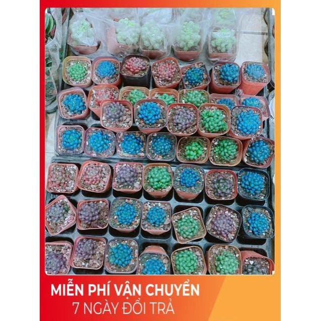 Kim Cương  60k/cây