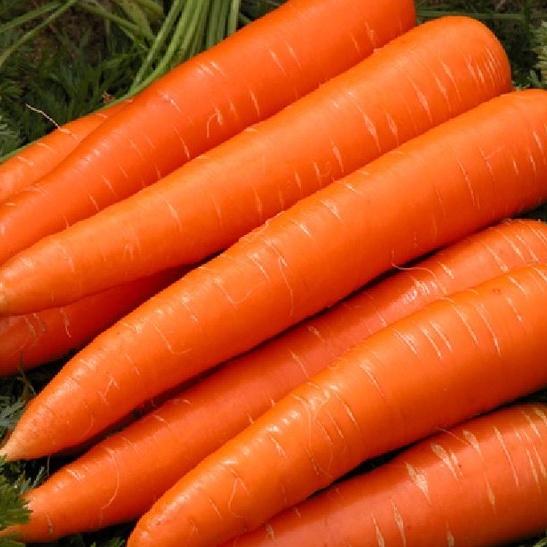 Combo 2 gói Hạt giống cà rốt chịu nhiệt f1- gói 100 hạt-tặng kèm gói phân bón lót