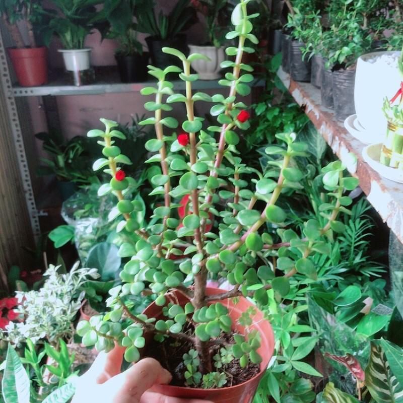 Chậu Cành Vàng Lá Ngọc Cổ Thụ