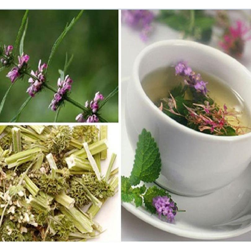 Hạt giống cây dược liệu Ích mẫu - gói 50 hạt