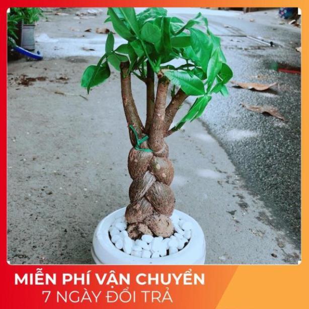 Chậu Kim Ngân 3 Thân Thắt Bính