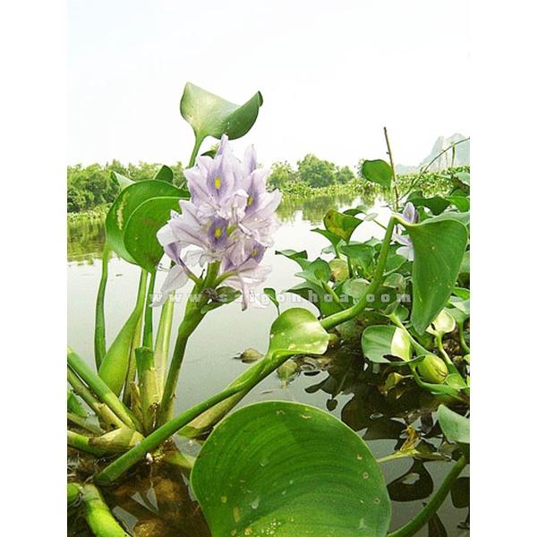 Cây Lục bình cao to- cây Bèo Tây lục bình giống cao to