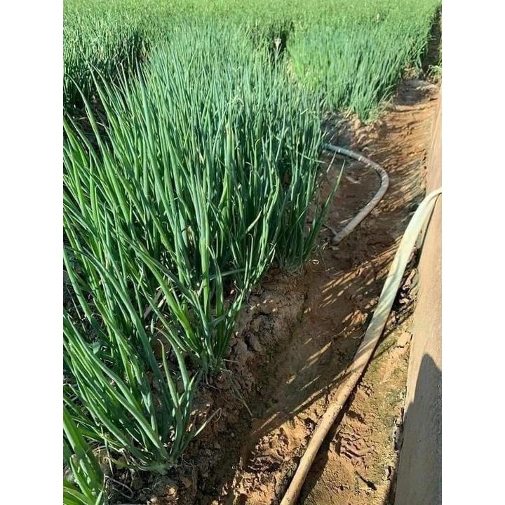 HẠT GIỐNG HÀNH HƯƠNG HÀNH TA THƠM SIÊU ĐẺ NHÁNH