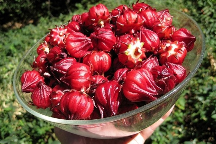 01 Gói Hạt Giống Cây Bụp Giấm