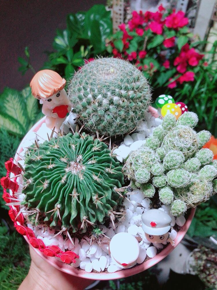 Chậu Xương Rồng Tiểu Cảnh